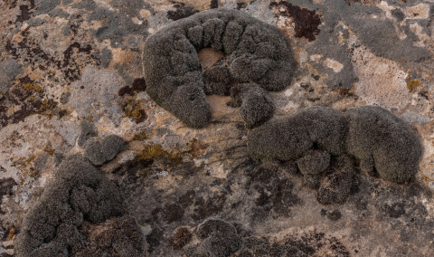 Syntrichia caninervis