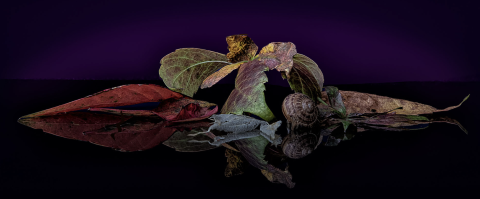 Sony World Photography Awards 2024
